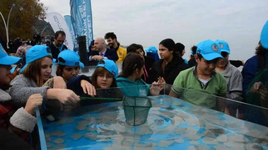 İzmit Körfezi'ne 6 bin balık daha bırakıldı: Adım adım izlenebilecekler