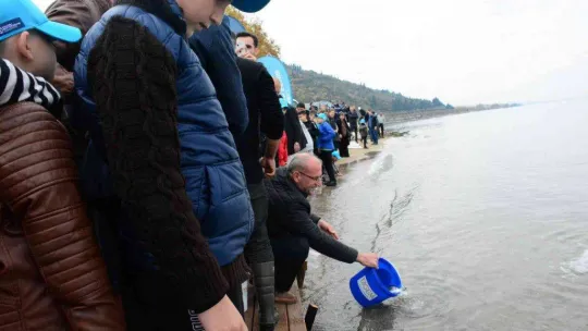 İzmit Körfezi'ne 6 bin balık daha bırakıldı: Adım adım izlenebilecekler