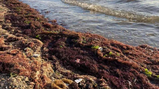 İzmit Körfezi sahil şeridi kırmızı yosunla kaplandı