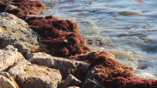 İzmit Körfezi sahil şeridi kırmızı yosunla kaplandı