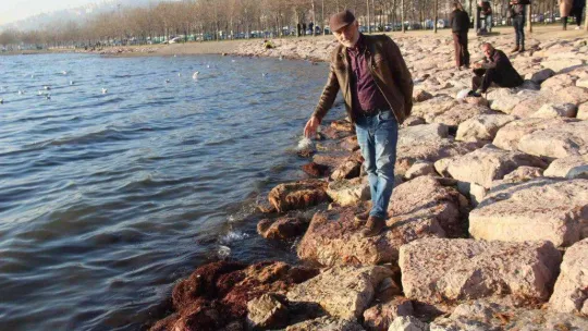 İzmit Körfezi sahil şeridi kırmızı yosunla kaplandı