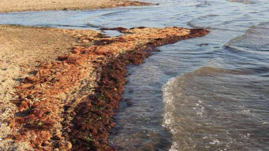 İzmit Körfezi sahil şeridi kırmızı yosunla kaplandı