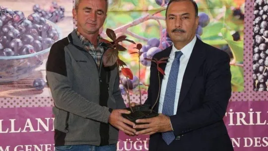 İznik'in bereketi, sağlık meyvesi aronya ile buluşuyor