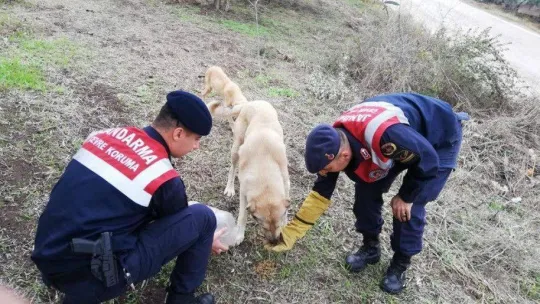 Jandarma ekipleri sokak hayvanlarını besledi