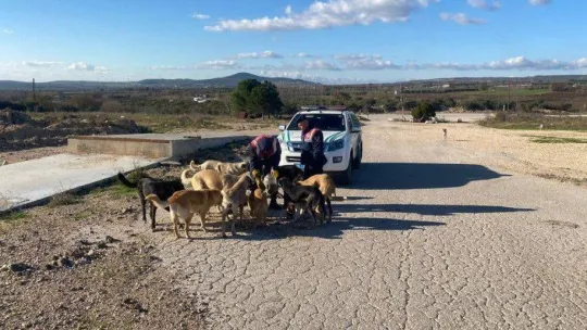 Jandarma ekipleri sokak hayvanlarını besledi