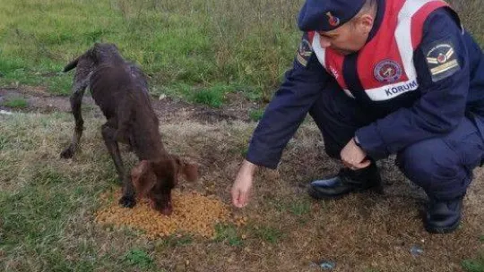 Jandarma ekipleri sokak hayvanlarını besledi