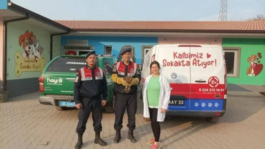Jandarma yaralı şahine sahip çıktı