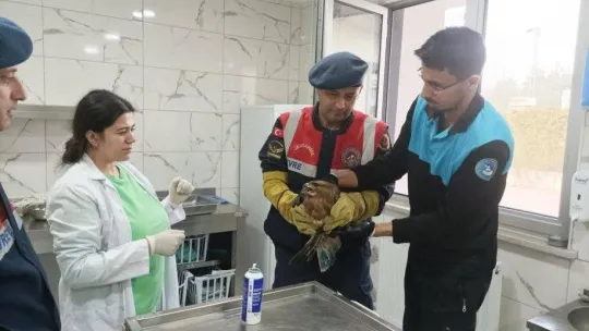 Jandarma yaralı şahine sahip çıktı