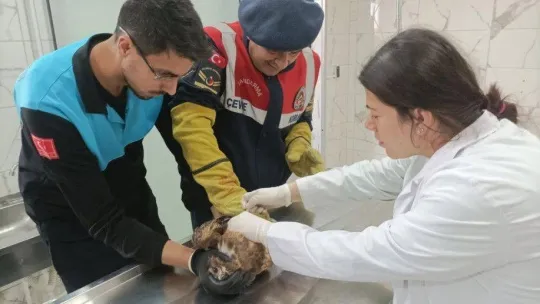 Jandarma yaralı şahine sahip çıktı