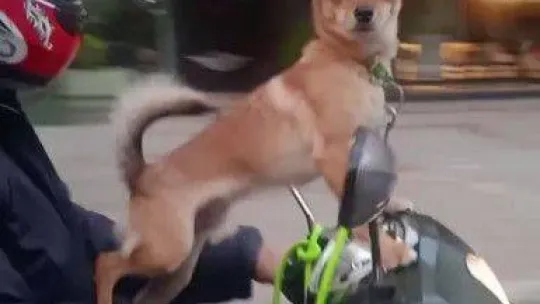 Kadıköy'de köpeğin motosiklet üzerinde gülümseten yolculuğu