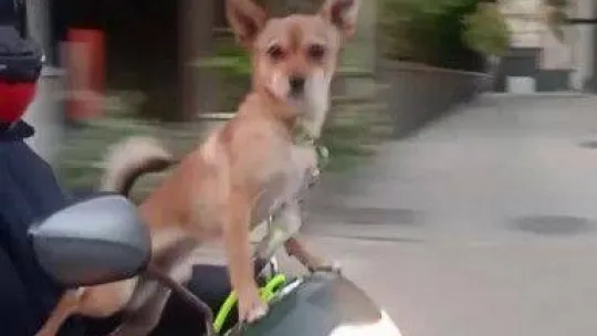 Kadıköy'de köpeğin motosiklet üzerinde gülümseten yolculuğu