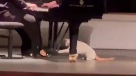 Kadıköy'de Süreyya Operasında kedi de sahneye çıktı, piyanistle oynadı
