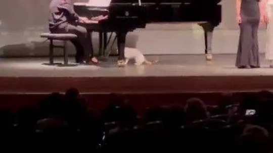Kadıköy'de Süreyya Operasında kedi de sahneye çıktı, piyanistle oynadı