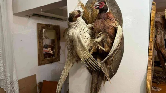 Kadıköy'de yabani hayvan boynuzu operasyonu