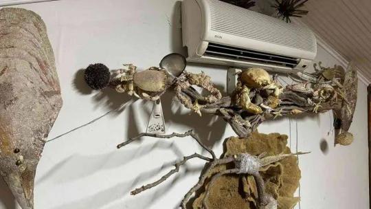 Kadıköy'de yabani hayvan boynuzu operasyonu