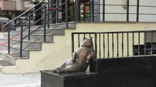 Kadıköy'ün kedisi Tombili yuvasına döndü