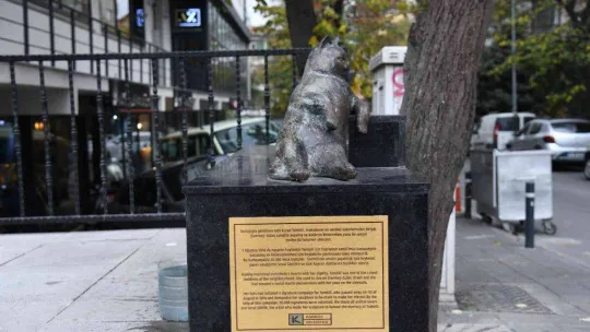 Kadıköy'ün kedisi Tombili yuvasına döndü