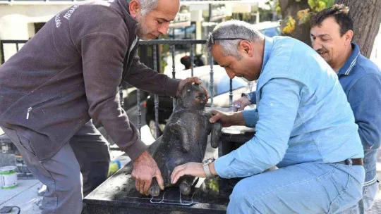 Kadıköy'ün kedisi Tombili yuvasına döndü