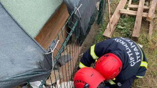 Kafası çitlere sıkışan yavru köpeği itfaiye kurtardı