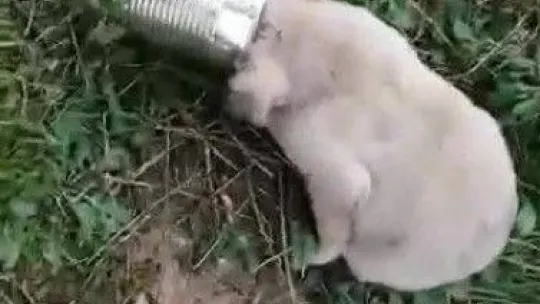 Kafasını konserve kutusuna sıkıştıran yavru köpeği Pendik Belediyesi personeli kurtardı