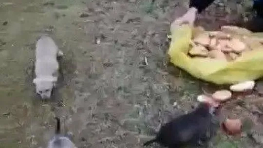 Kafasını konserve kutusuna sıkıştıran yavru köpeği Pendik Belediyesi personeli kurtardı