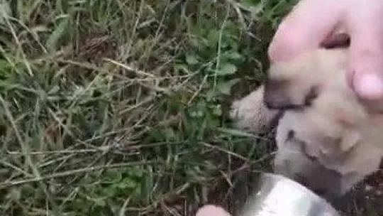 Kafasını konserve kutusuna sıkıştıran yavru köpeği Pendik Belediyesi personeli kurtardı