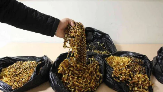 Kapıkule'de kaçakçılık operasyonu: 1 milyon liralık kaçak trüf mantarı ve kehribar ele geçirildi