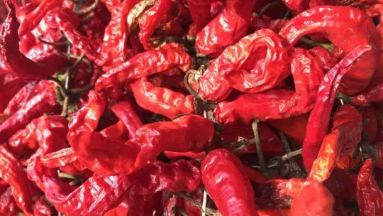 Karaağaç biberi kurutma mesaisinde sona gelindi