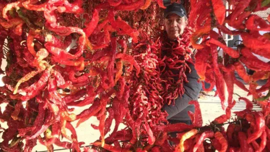 Karaağaç biberi kurutma mesaisinde sona gelindi