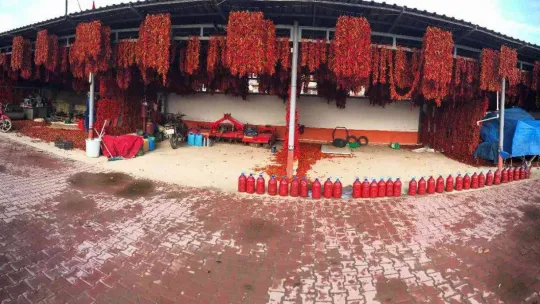 Karaağaç biberi kurutma mesaisinde sona gelindi