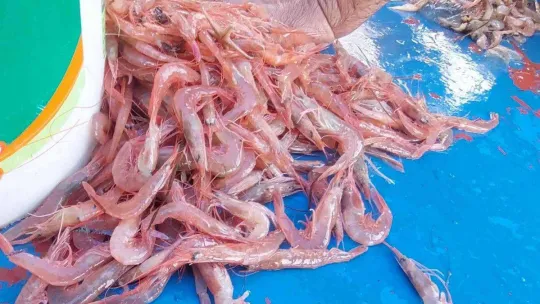 Karadeniz'de palamut, Marmara'da karides