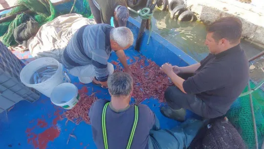 Karadeniz'de palamut, Marmara'da karides