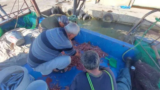 Karadeniz'de palamut, Marmara'da karides
