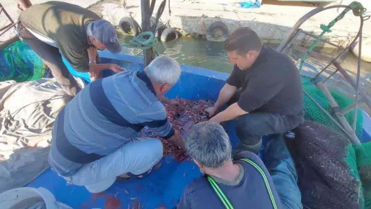 Karadeniz'de palamut, Marmara'da karides