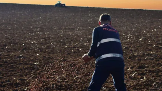 Karesi Belediyesi boş tarlalara buğday ekti