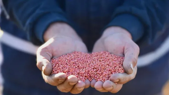 Karesi Belediyesi boş tarlalara buğday ekti