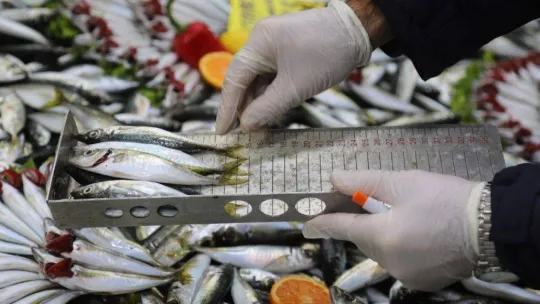 Kartal'da, balık tezgâhlarına sıkı denetim