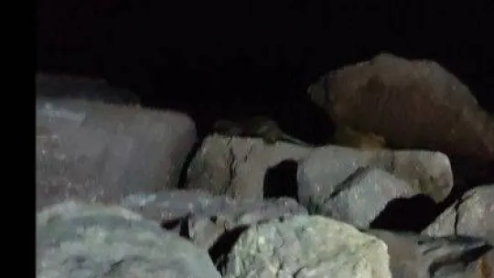 Kartal Sahili'nde ortaya çıkan su samuru kamerada