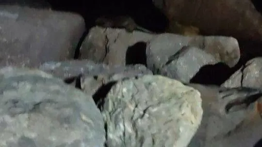 Kartal Sahili'nde ortaya çıkan su samuru kamerada