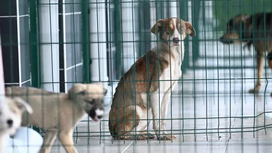 Kartepe'nin sokak hayvanları artık emin ellerde olacak