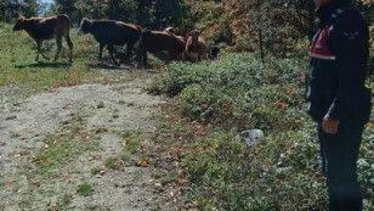 Kaybettiği hayvanları  jandarma buldu