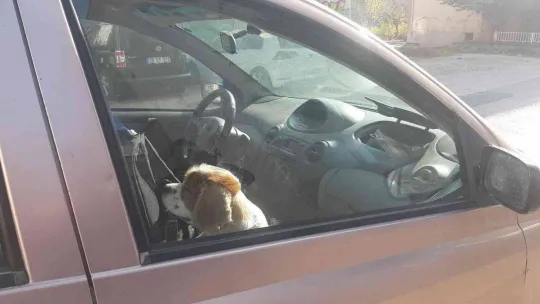 Kaza yapınca panikle köpeğini aracının içinde unuttu