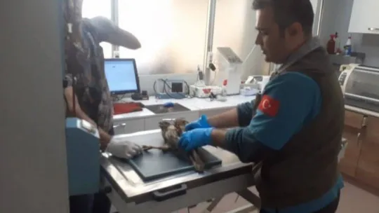 Kazdağı Milli Parkı'nda yaralı şahin tedavi altına alındı