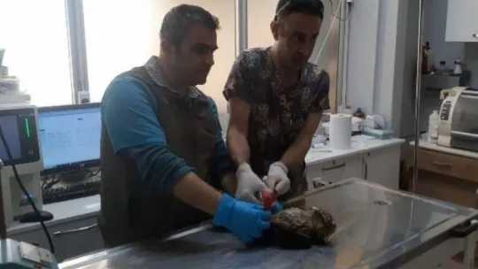 Kazdağı Milli Parkı'nda yaralı şahin tedavi altına alındı
