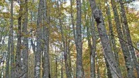 Kazdağları'nın eşsiz sonbahar güzellikleri dron ile görüntülendi