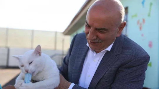 Keçiören Belediyesinden sokak hayvanlarına bakım ve tedavi çalışması