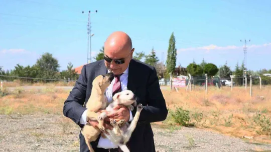 Keçiören Belediyesinden sokak hayvanlarına bakım ve tedavi çalışması