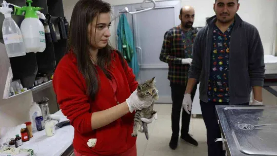 Keçiören Belediyesinden sokak hayvanlarına bakım ve tedavi çalışması