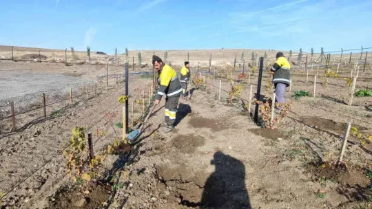 Keçiören'de üzüm bağlarında kış hazırlığı