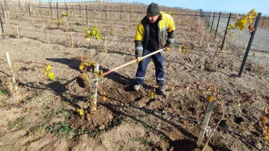 Keçiören'de üzüm bağlarında kış hazırlığı